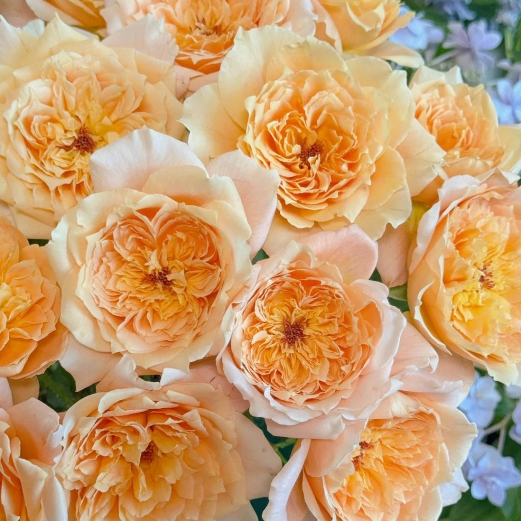 Impact Rose