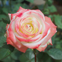 Imperatrice Farah Rose
