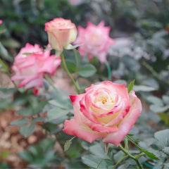 Imperatrice Farah Rose