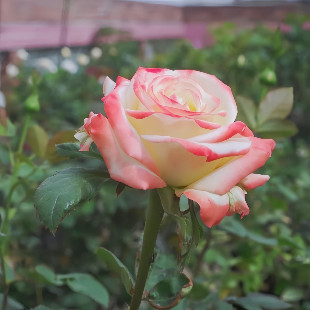 Imperatrice Farah Rose