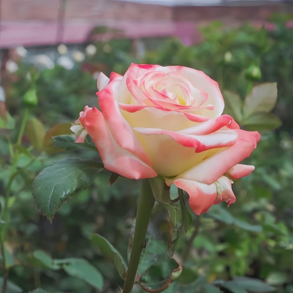 Imperatrice Farah Rose