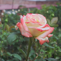 Imperatrice Farah Rose
