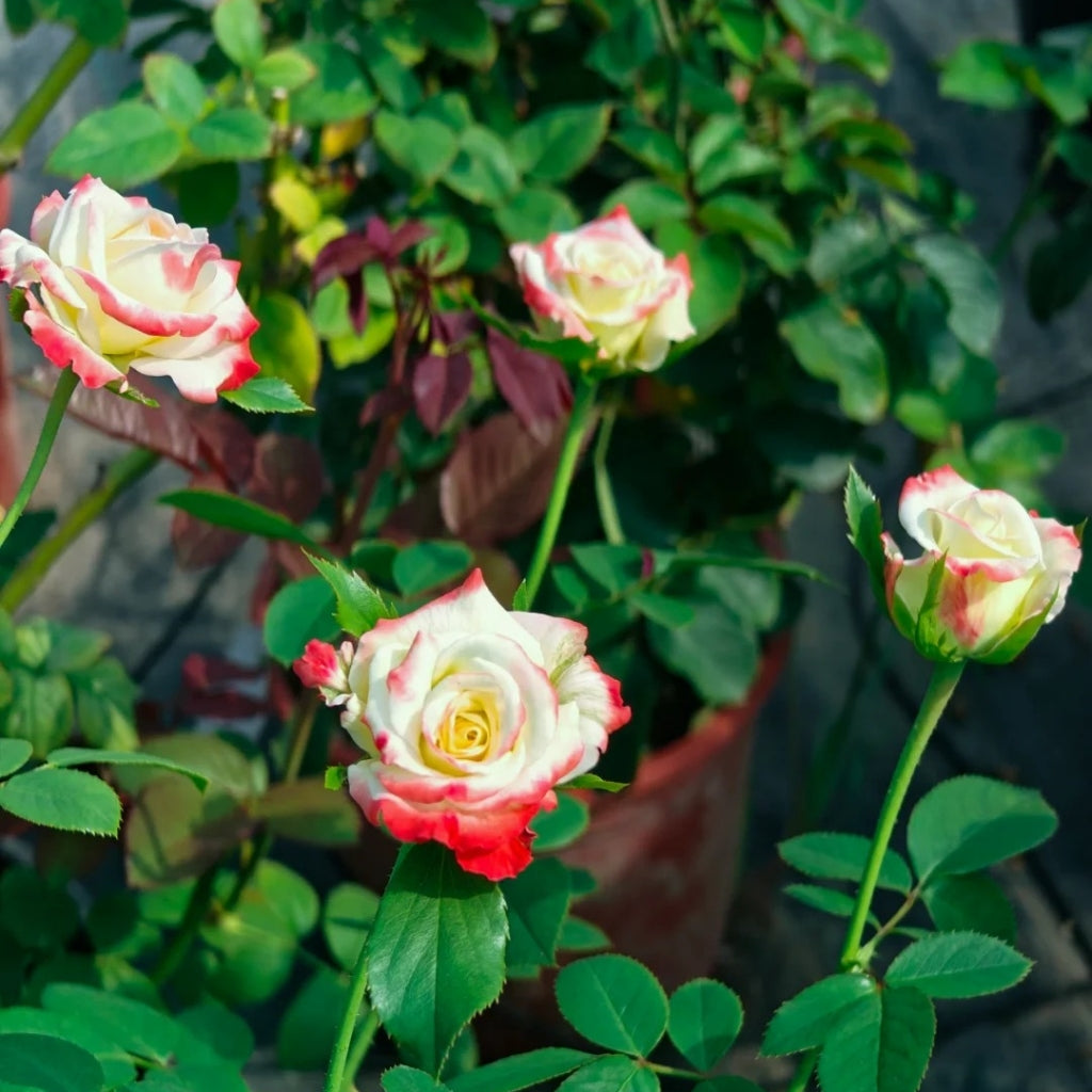 Imperatrice Farah Rose