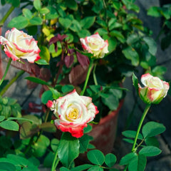 Imperatrice Farah Rose