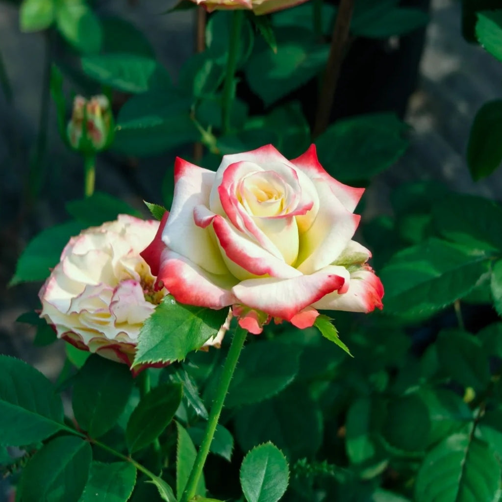 Imperatrice Farah Rose