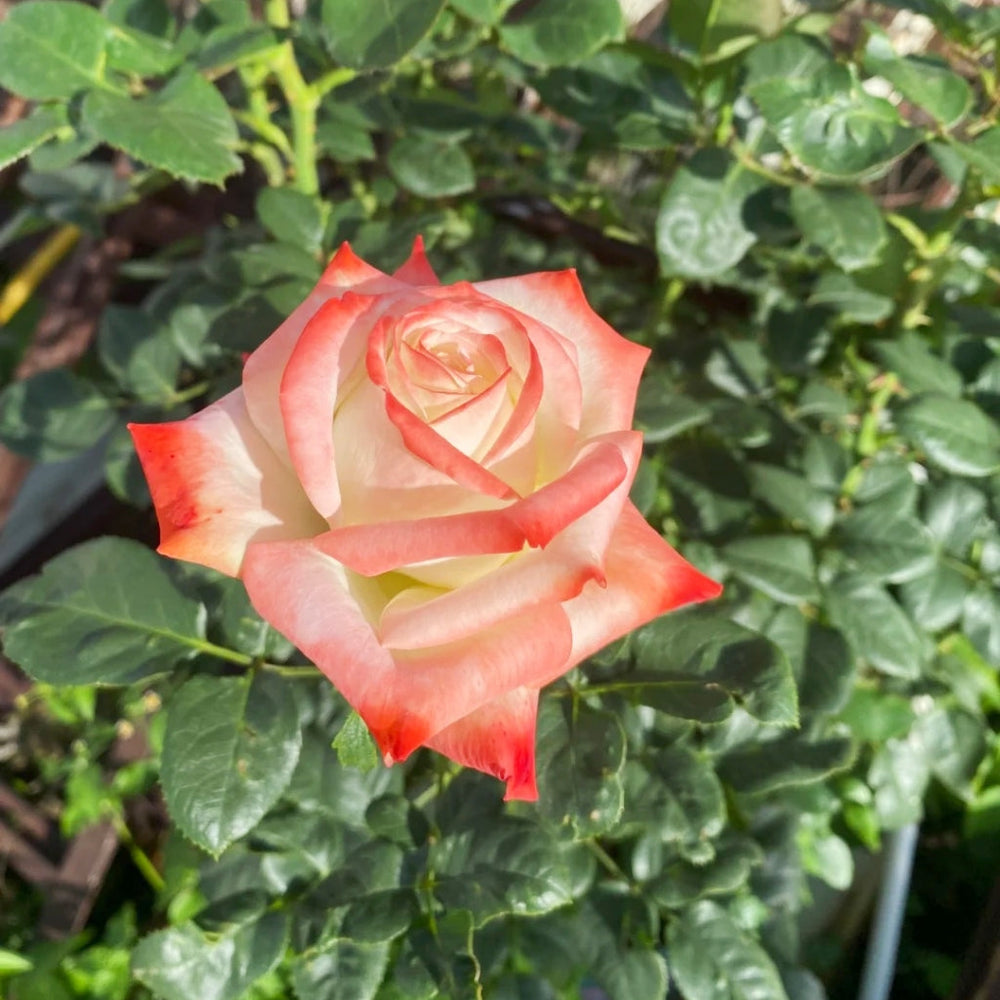 Imperatrice Farah Rose