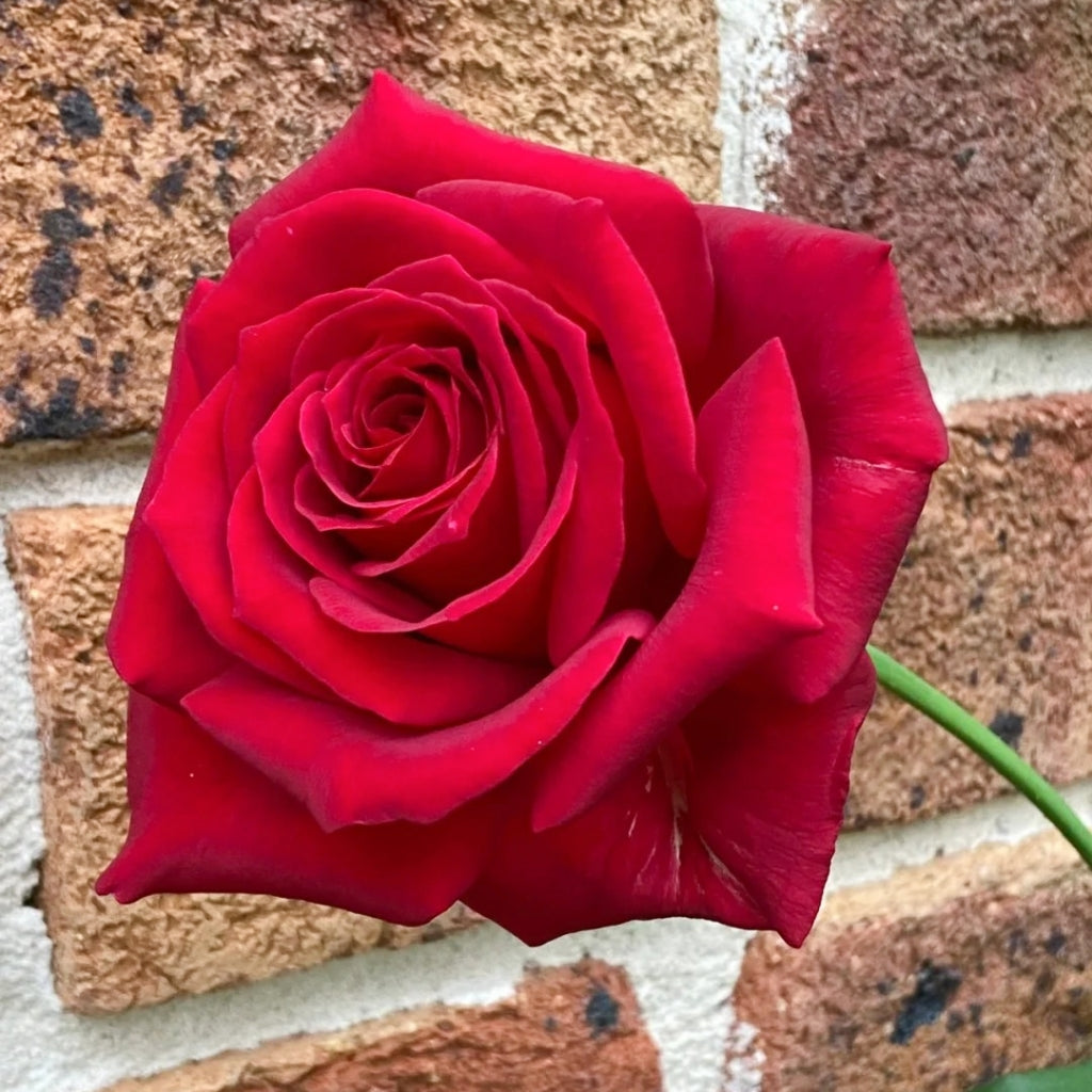 Ingrid Bergman Rose
