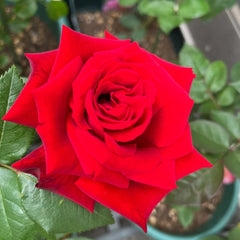 Ingrid Bergman Rose