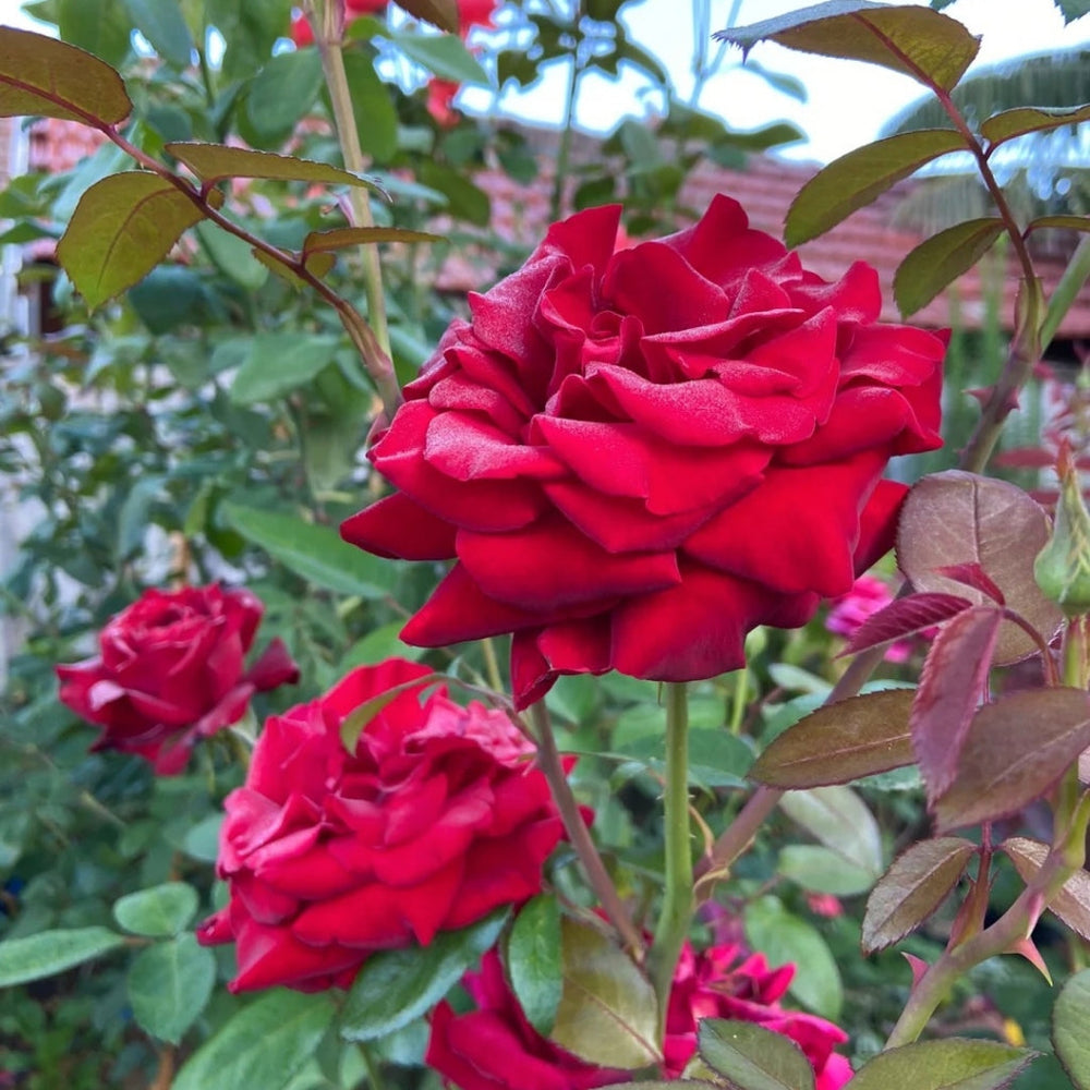 Ingrid Bergman Rose