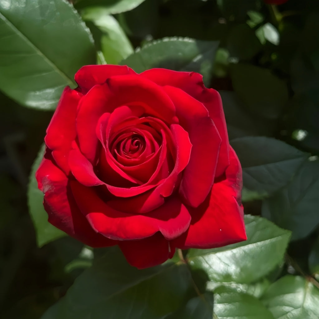 Ingrid Bergman Rose