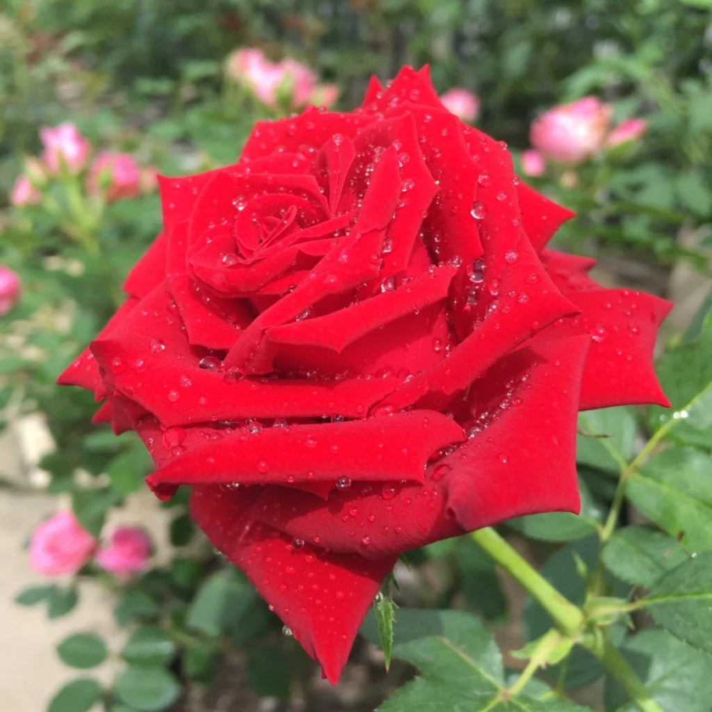 Ingrid Bergman Rose