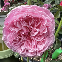 Iroha Rose