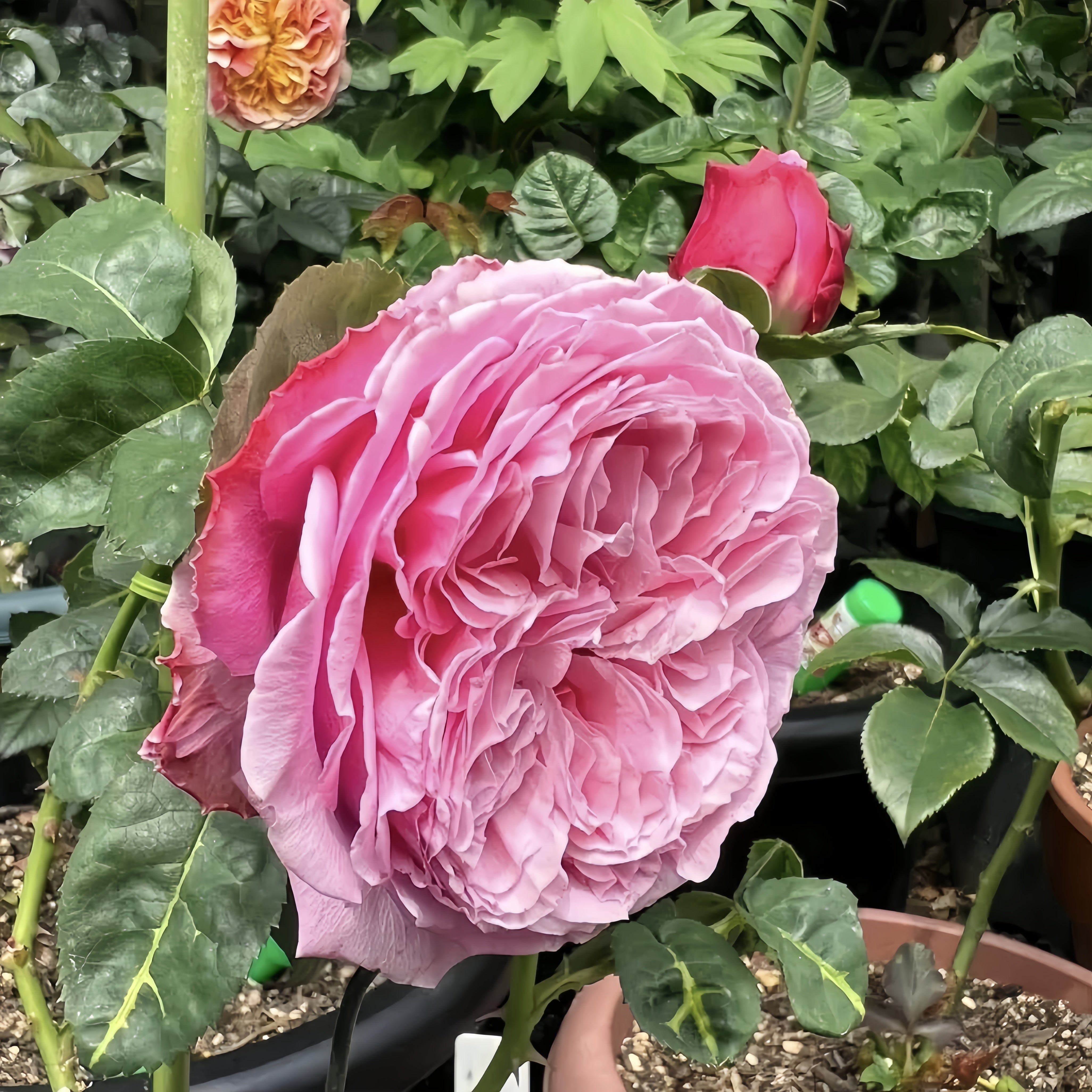 Iroha Rose