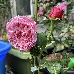 Iroha Rose