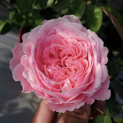 Iroha Rose