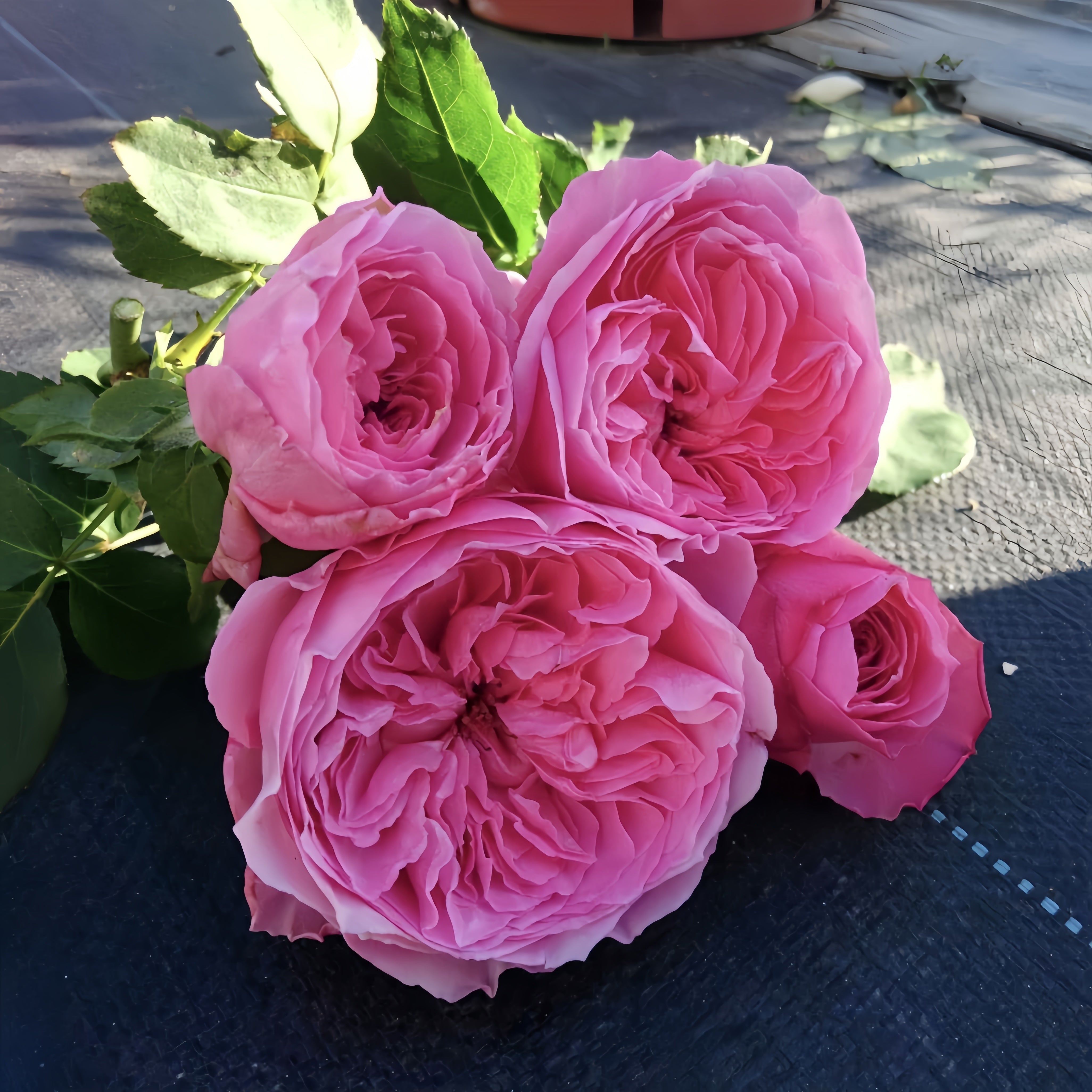 Iroha Rose