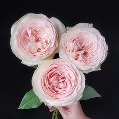 Jade Terrace Rose
