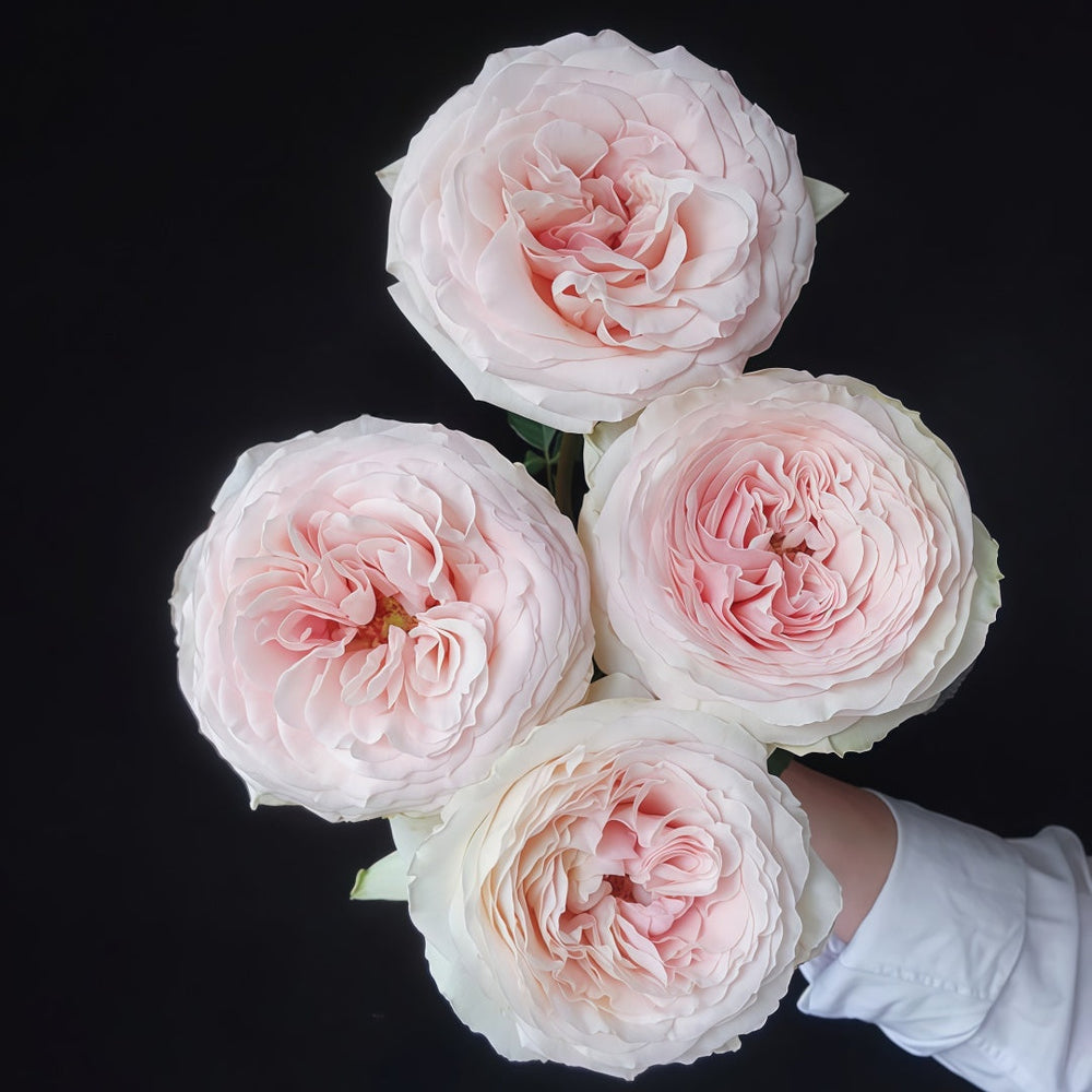 Jade Terrace Rose