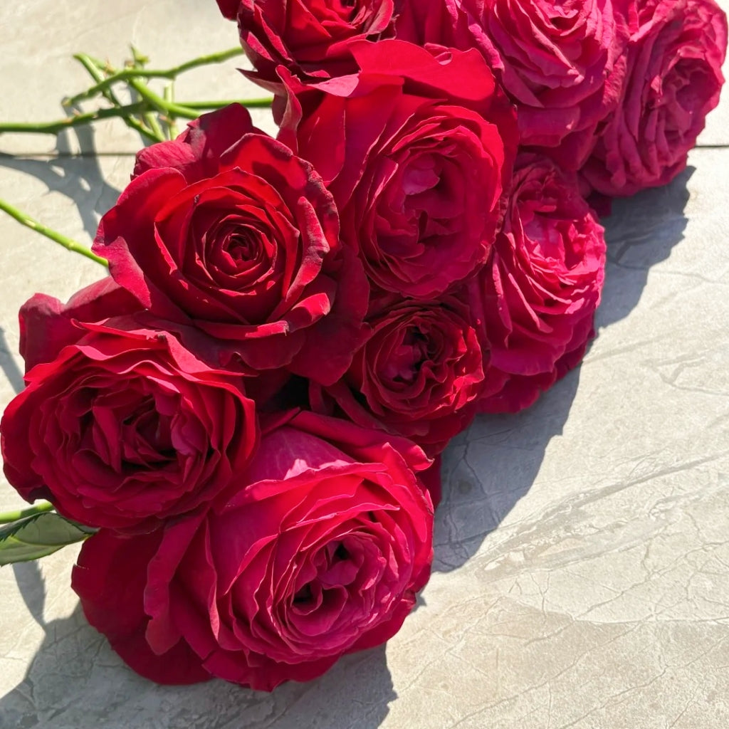 Janice Kellogg Rose