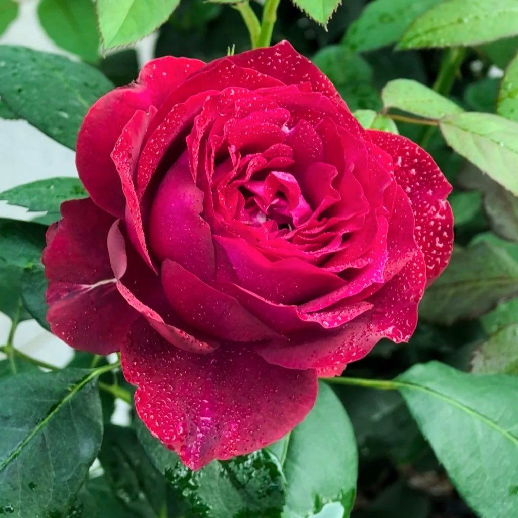 Janice Kellogg Rose