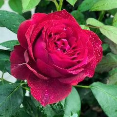 Janice Kellogg Rose