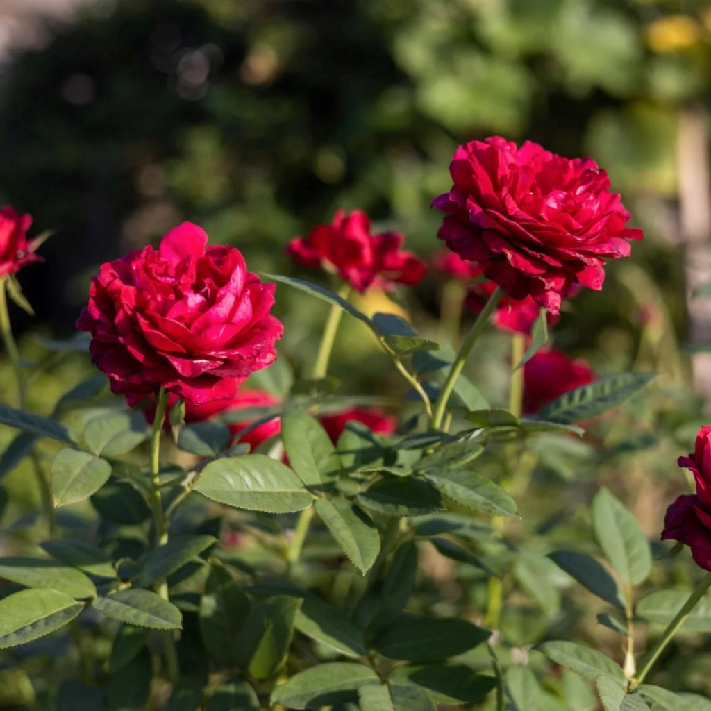 Janice Kellogg Rose