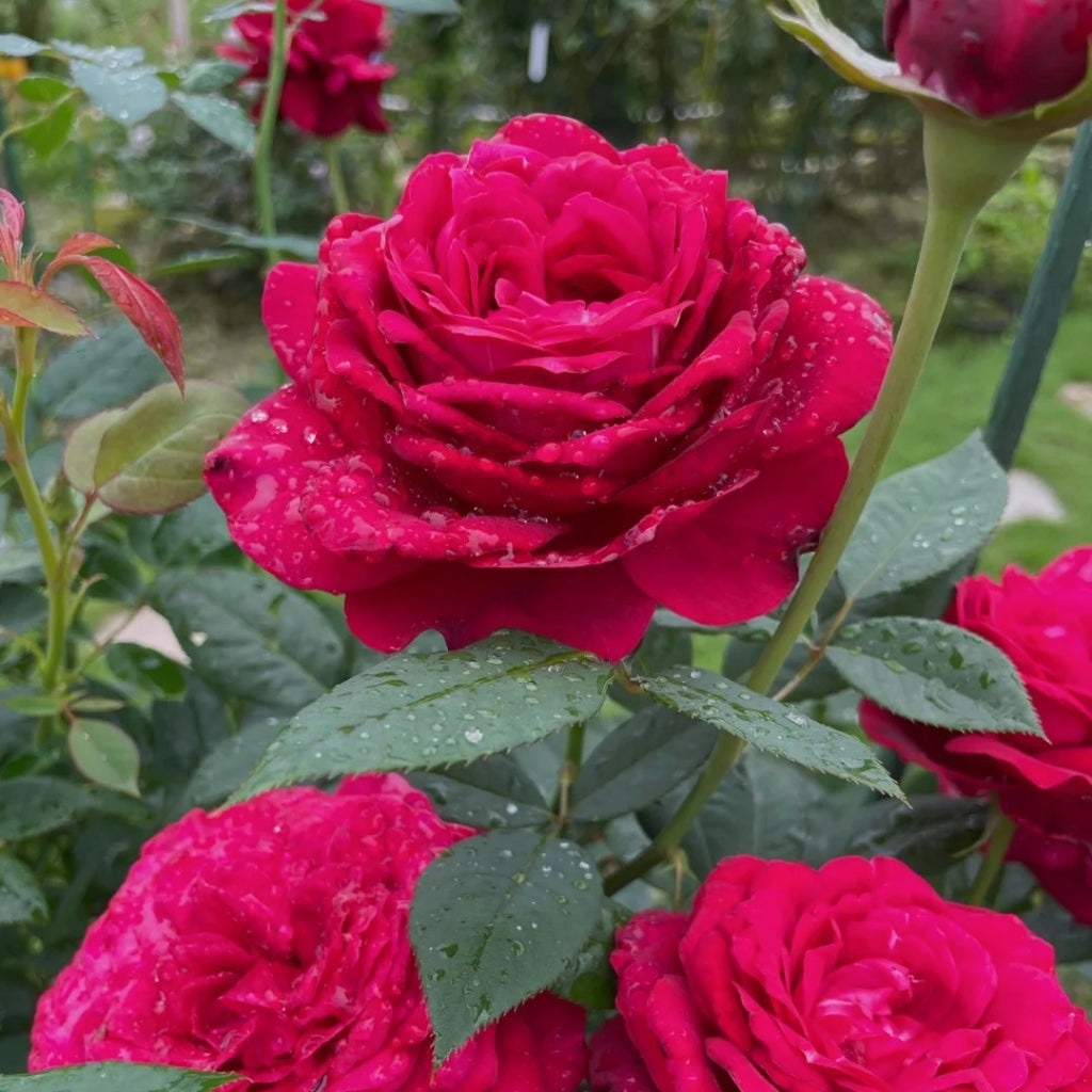 Janice Kellogg Rose