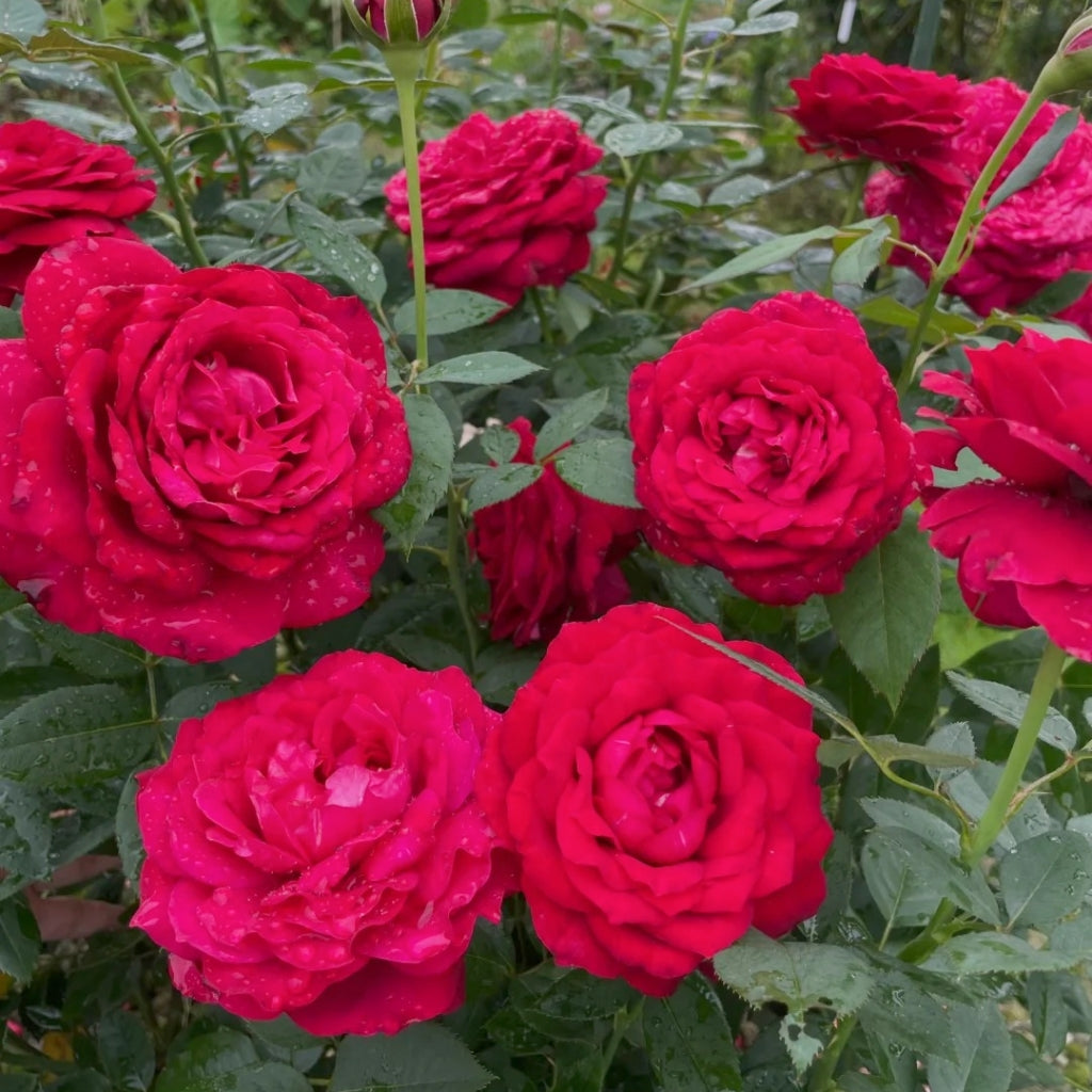 Janice Kellogg Rose