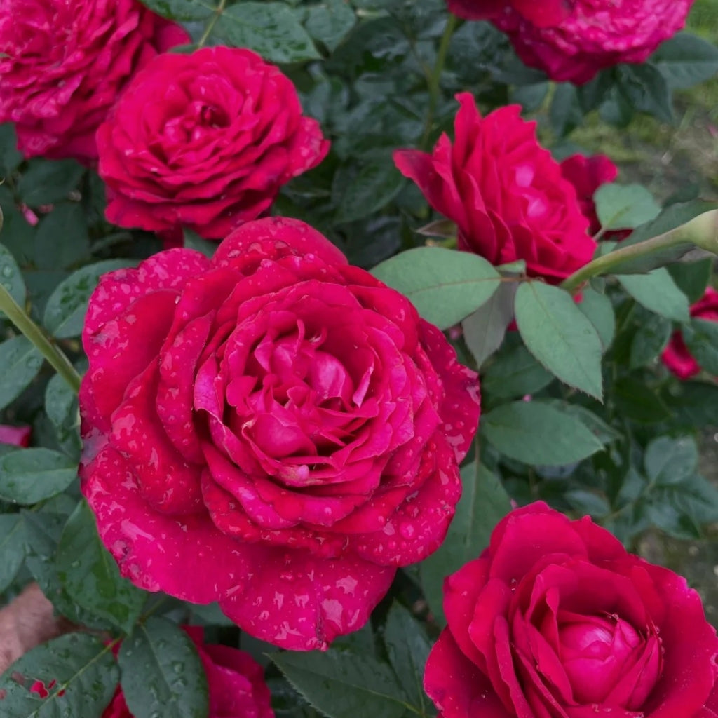 Janice Kellogg Rose