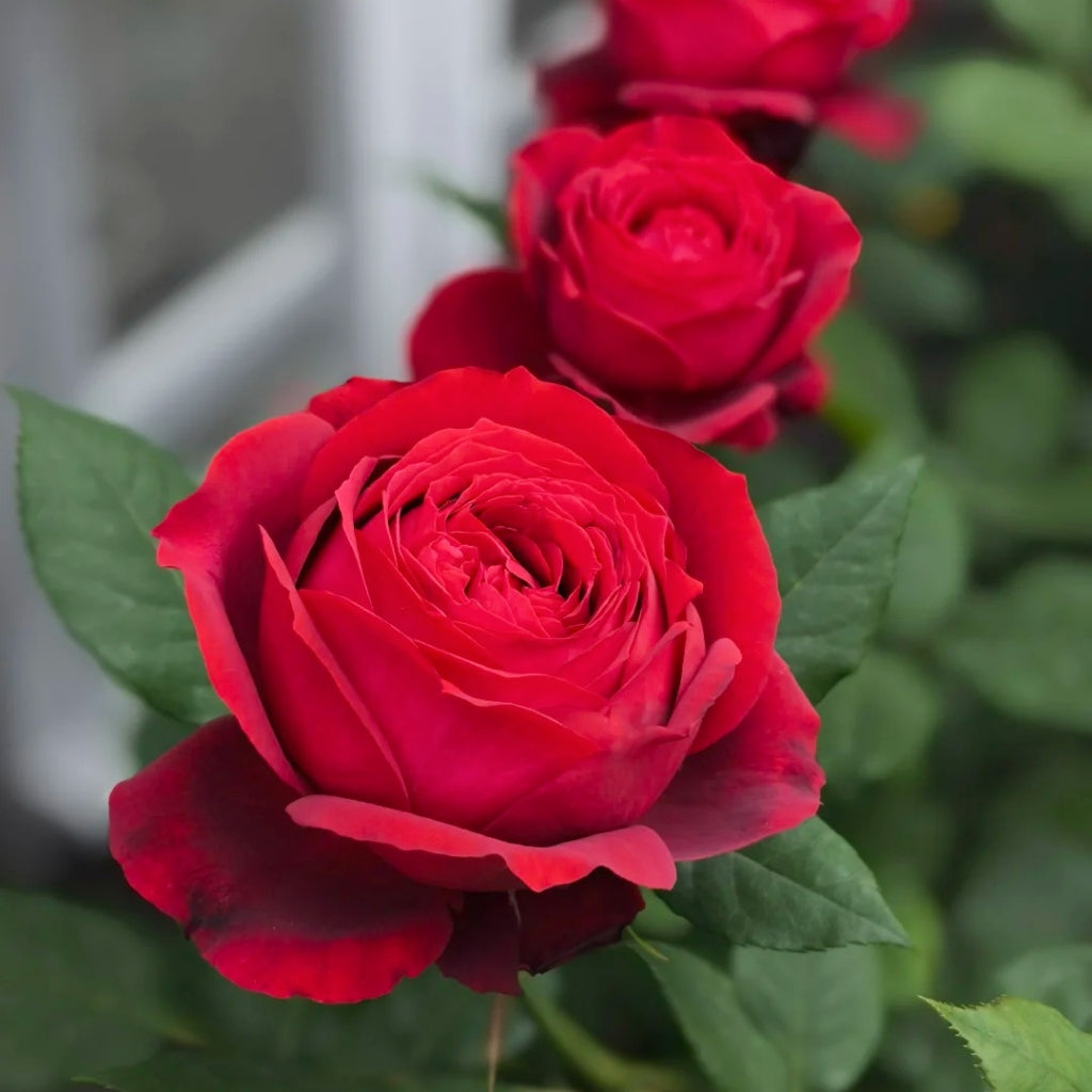 Janice Kellogg Rose