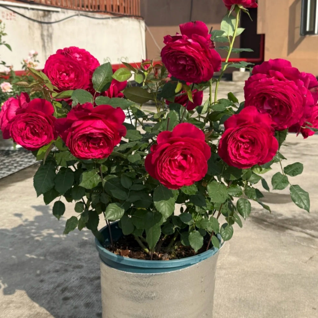 Janice Kellogg Rose