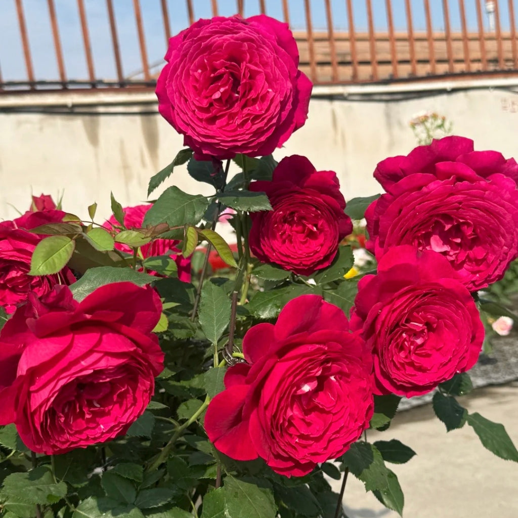 Janice Kellogg Rose