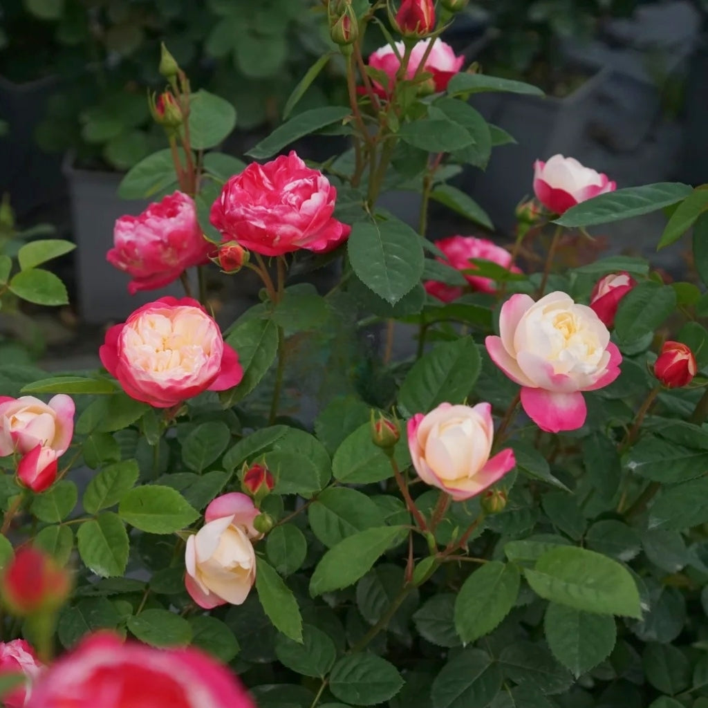 Japanese Mon Amour Rose