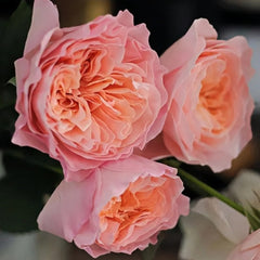 SEN Rose