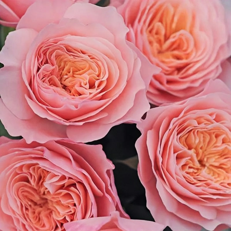 SEN Rose