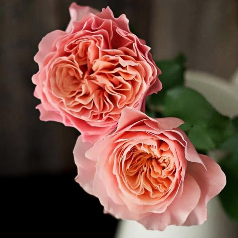 SEN Rose