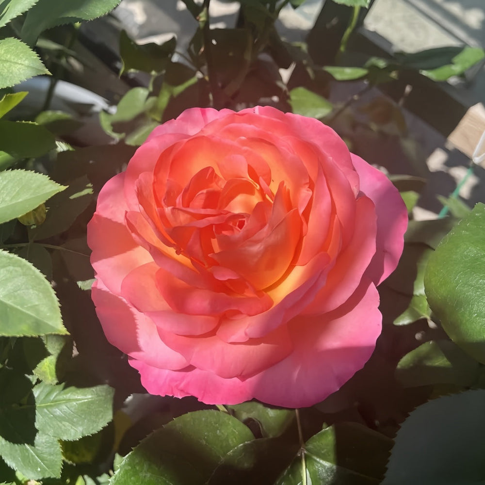 Jazz Festival Rose