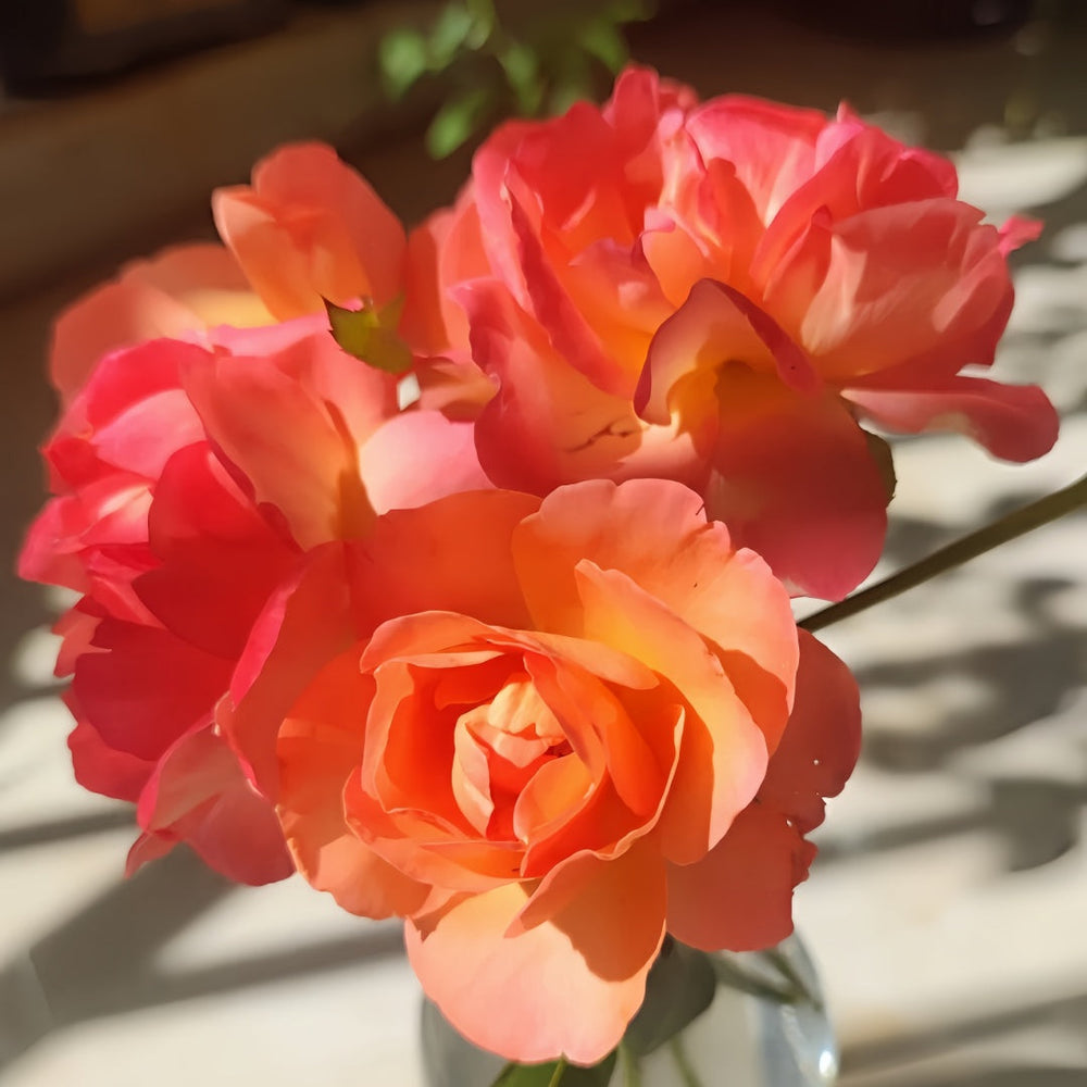 Jazz Festival Rose