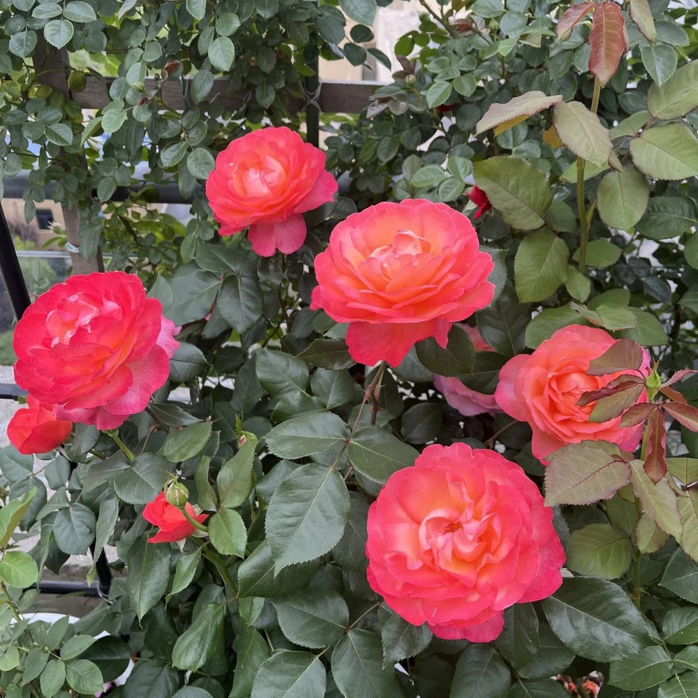 Jazz Festival Rose