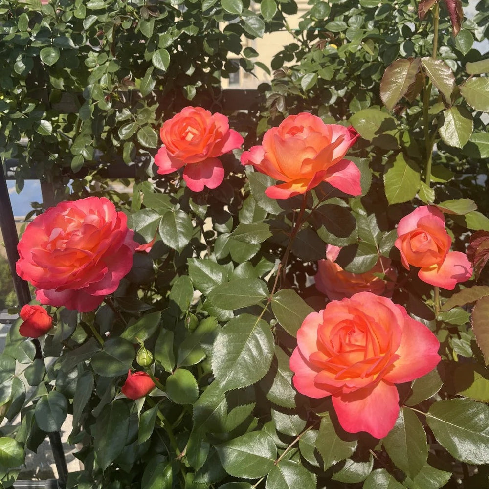 Jazz Festival Rose