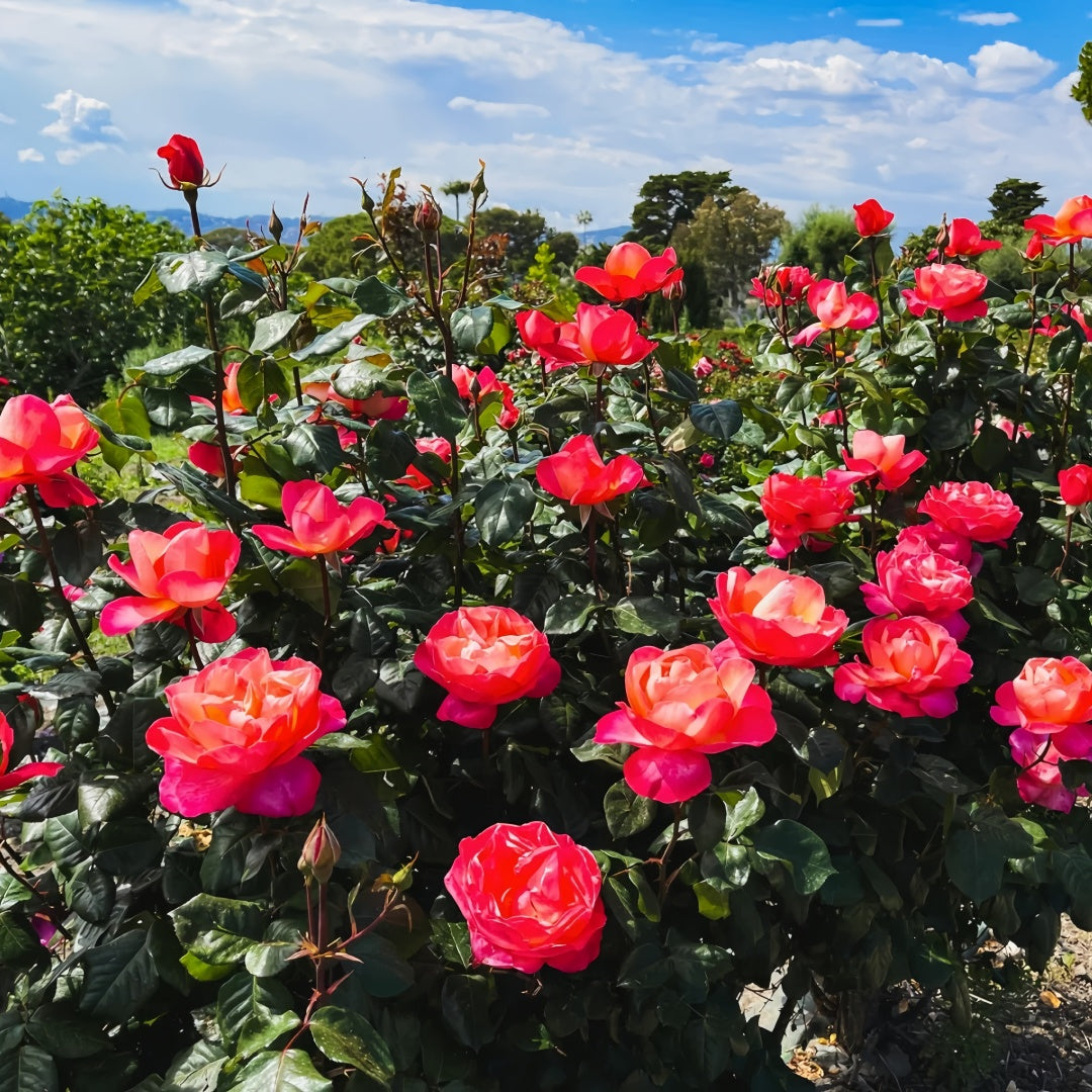 Jazz Festival Rose