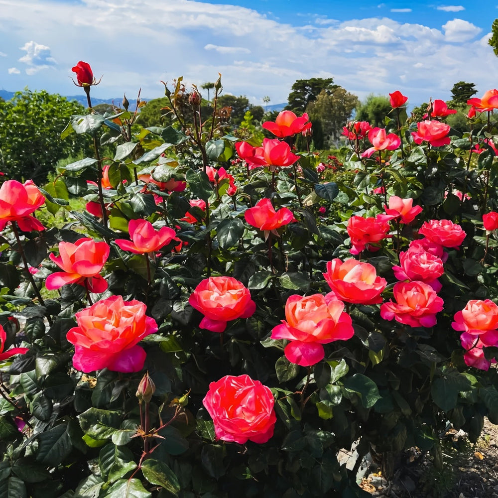 Jazz Festival Rose