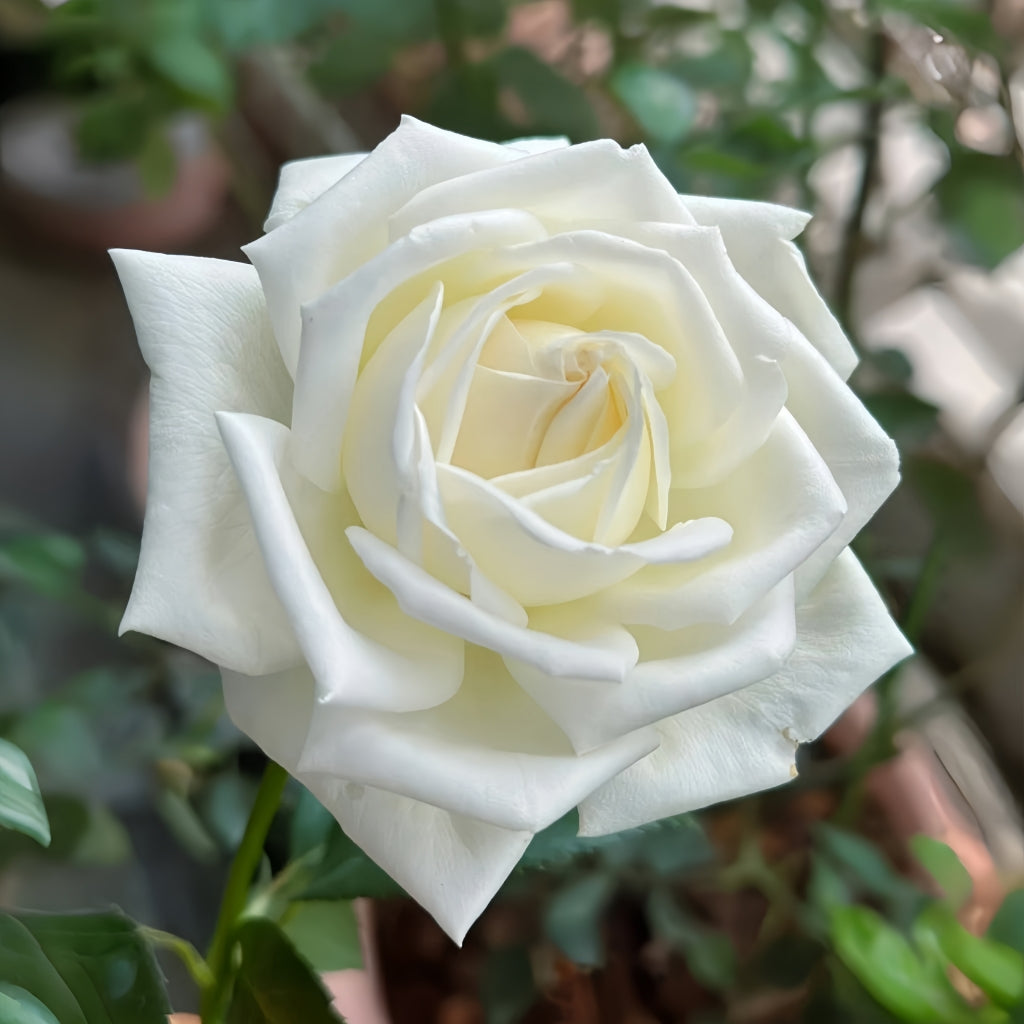 Jeanne Moreau Rose