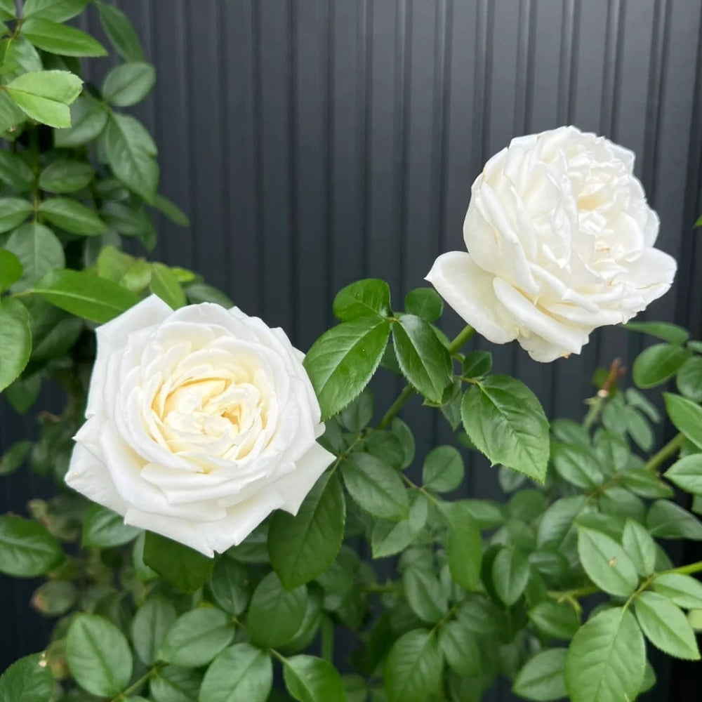 Jeanne Moreau Rose