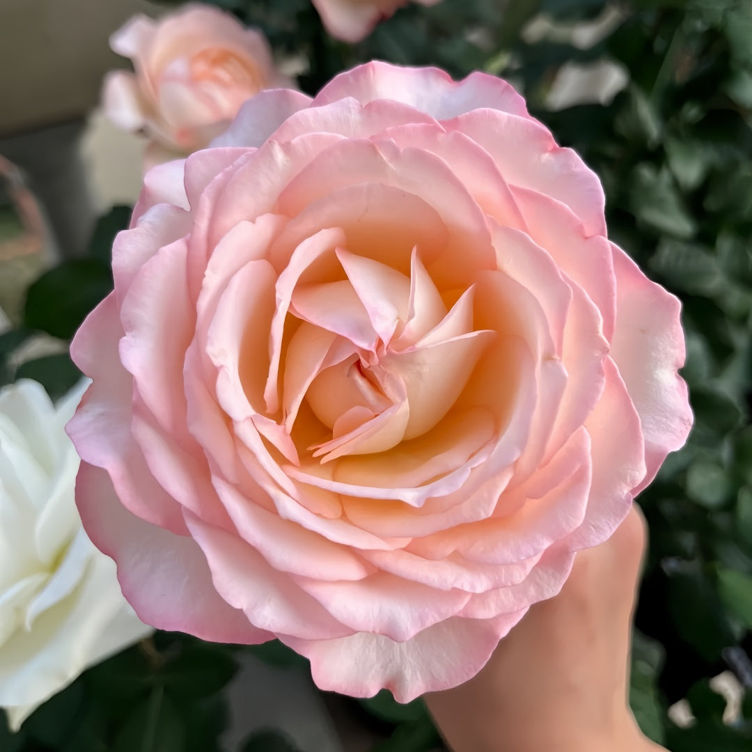 Joyce Rose