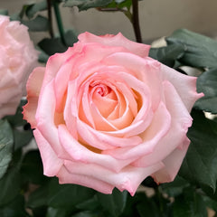 Joyce Rose