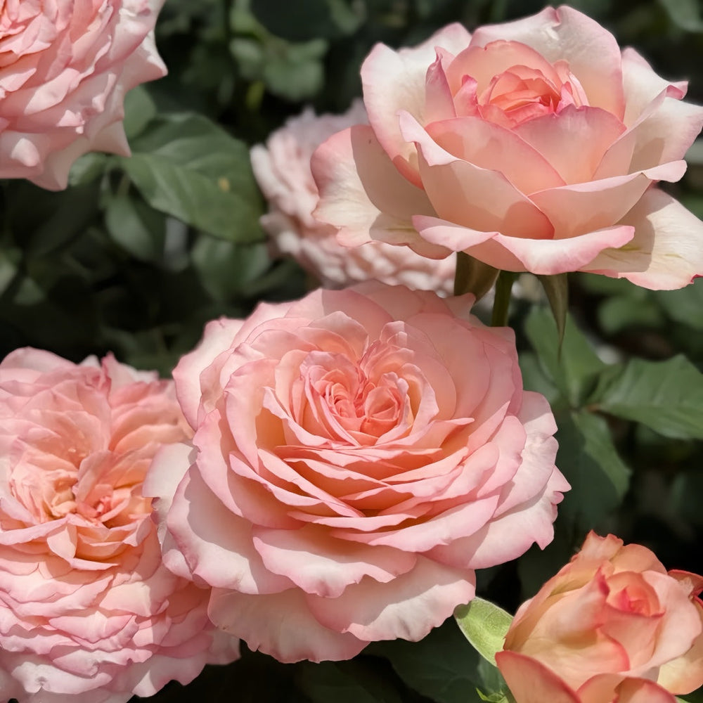 Joyce Rose