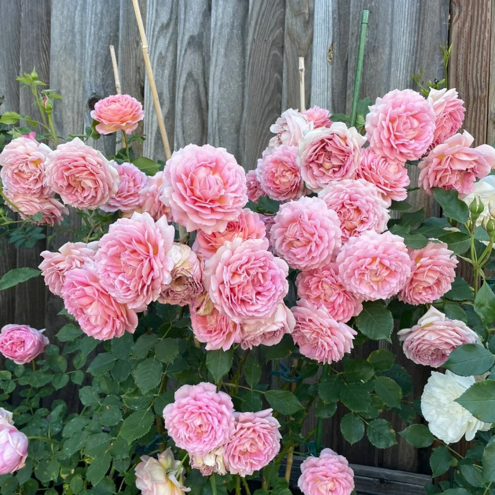 Jubilee Celebration Rose
