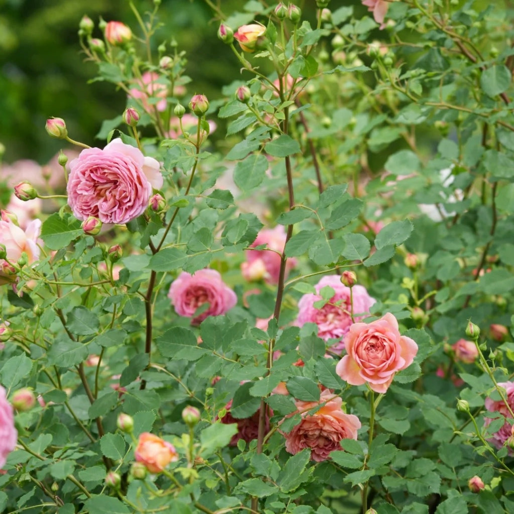 Jubilee Celebration Rose