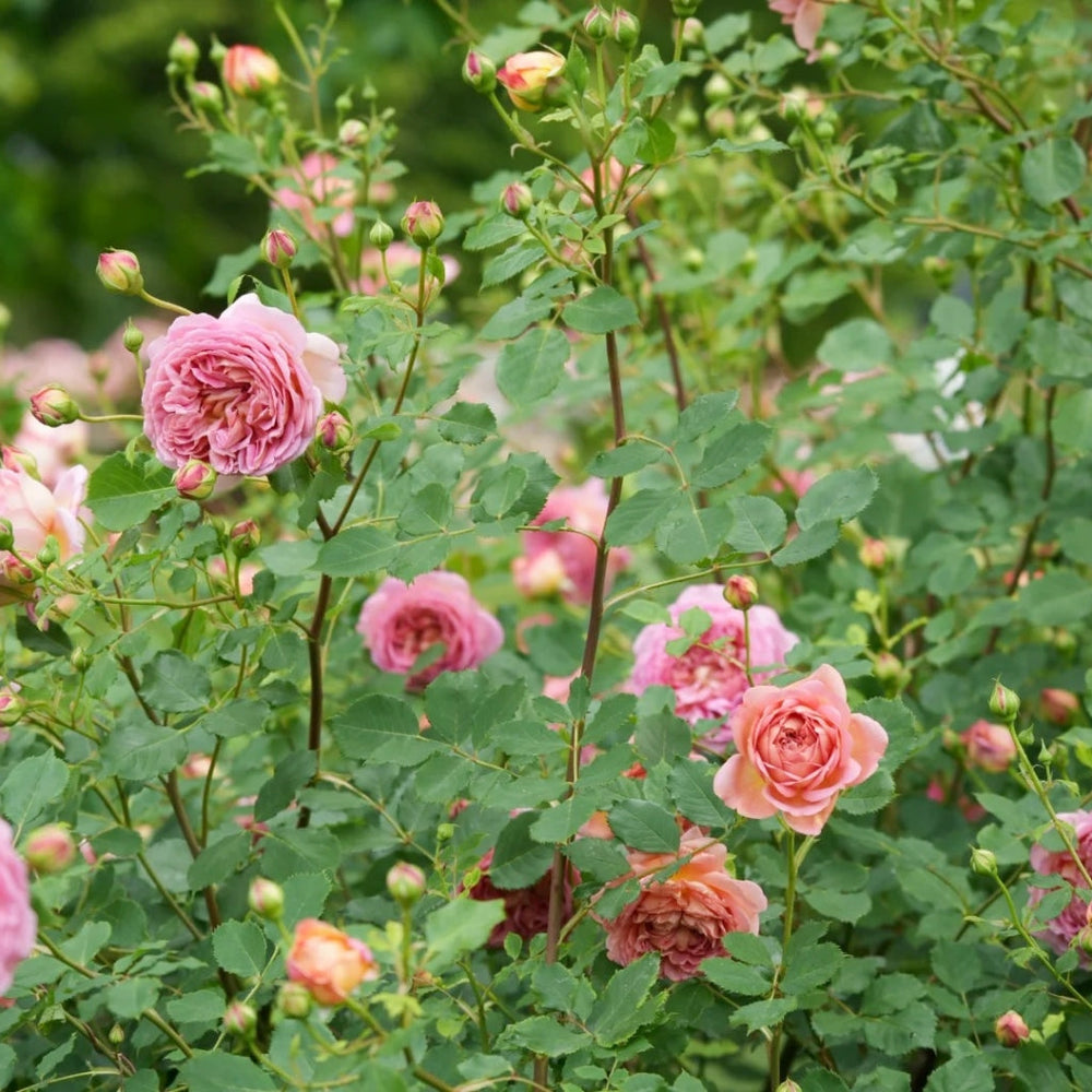 Jubilee Celebration Rose